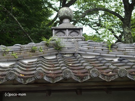 米原市 湖北 蓮華寺 P6190055