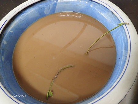 蓮を実生から育てる 植え替え P4240716
