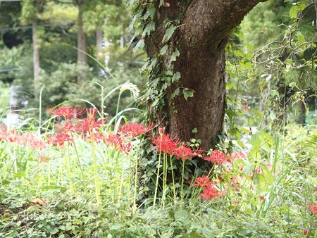 木之本町大見 医王寺 P9250259