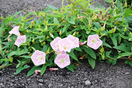 2010年07月11日_DSC_0<center714