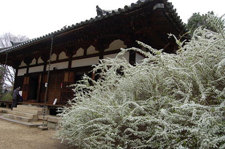 img6e7ea954zik1zj春の海龍王寺