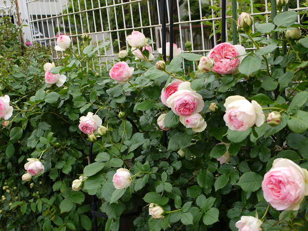 3pieru28050601 (1)
