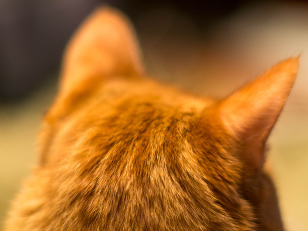 飼い猫学園高等部