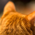 飼い猫学園高等部