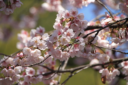 鮮やかなピンクの花びら満開の安行桜