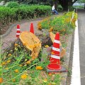 Photos: 墓標　―　台風で倒れた桜の切り株　―　（１）