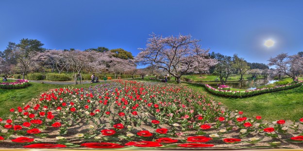 はままつフラワーパーク　桜　360度パノラマ写真(4) HDR