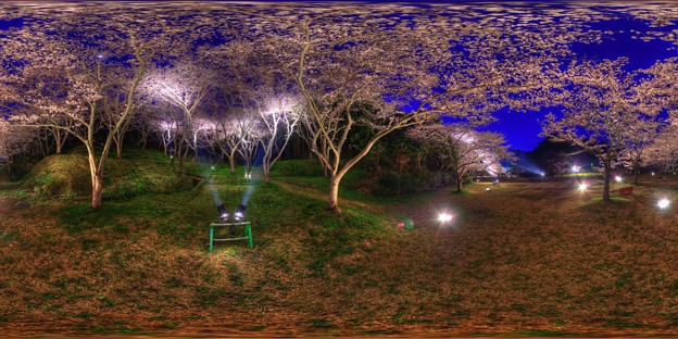 はままつフラワーパーク　夜桜　360度パノラマ写真(1) HDR