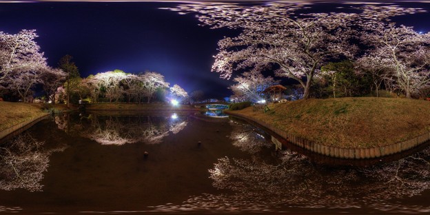はままつフラワーパーク　夜桜　360度パノラマ写真(3) HDR
