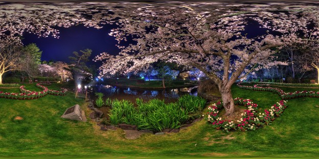 はままつフラワーパーク　夜桜　360度パノラマ写真(6) HDR
