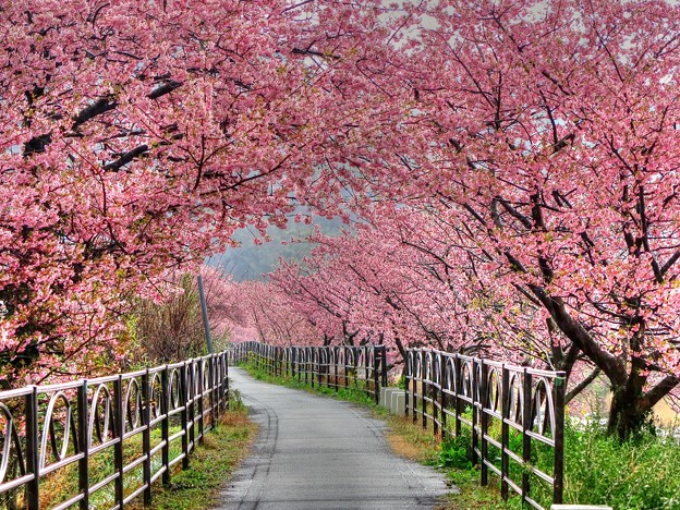 河津桜　峰橋～峰小橋(4)