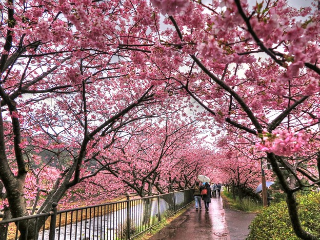 河津桜　かわづいでゆ橋下流の「桜トンネル」