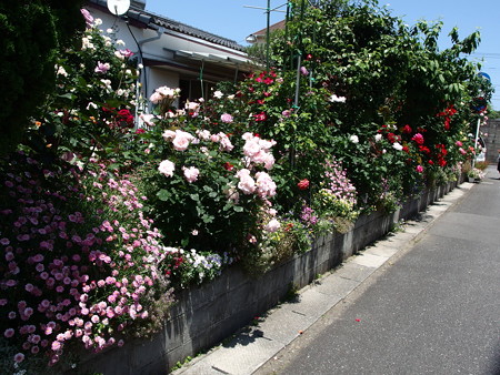P5081808