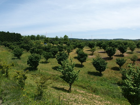 P5223811