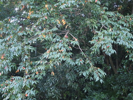 P8074854