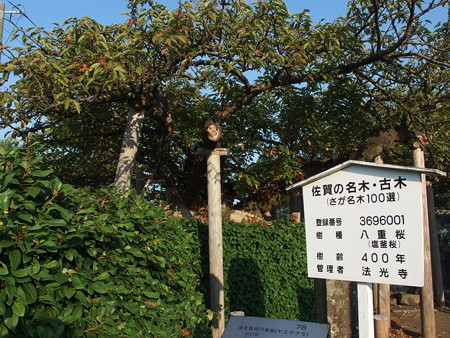 P8145101