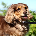Photos: 高齢犬