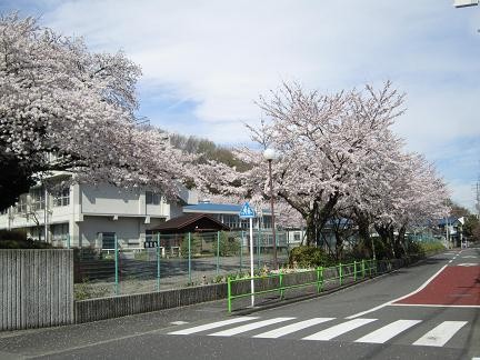 東光寺小学校の桜1