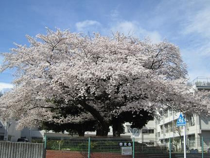東光寺小学校の桜2