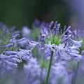 紫君子蘭