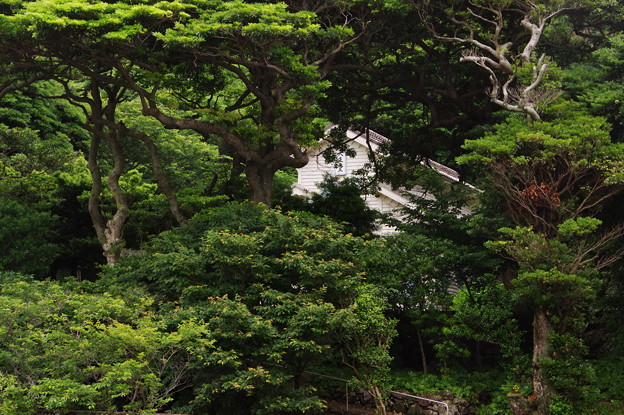 IMGP7936　松の中に佇む世界遺産候補「江上天主堂」