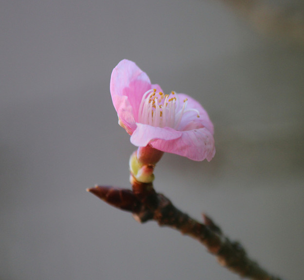 一月の　河津桜（２）　一輪