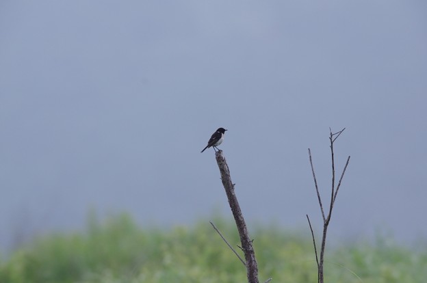 IMGP9351ノビタキ雄