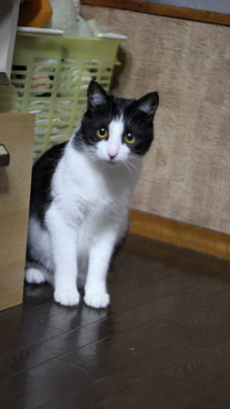 たんさく3
