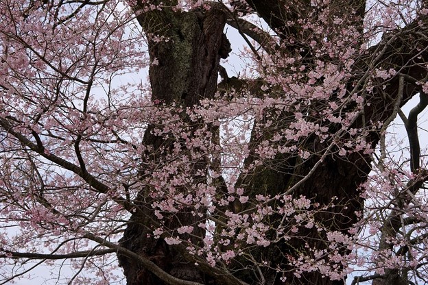 塩ノ崎の大桜の幹 写真共有サイト フォト蔵