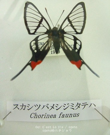 未展翅・昆虫標本】No.08 ペリアンデールツバメシジミタテハ標本
