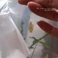 Photos: こんなに小さい蛹。（コミスジ飼育）