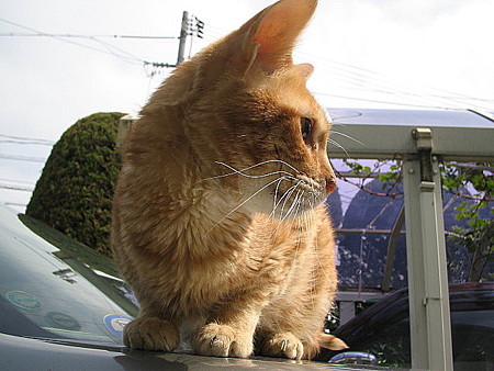 2006年03月23日の茶トラのボクチン(1歳半)