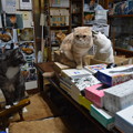 2016年12月２日の３歳の猫ちゃんたち
