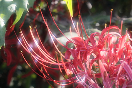 輝く曼珠沙華 ♪♪♪