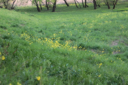 菜の花