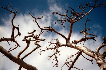 MC06（YASHICA ELECTRO 35 MC）