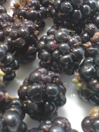 Blackberry