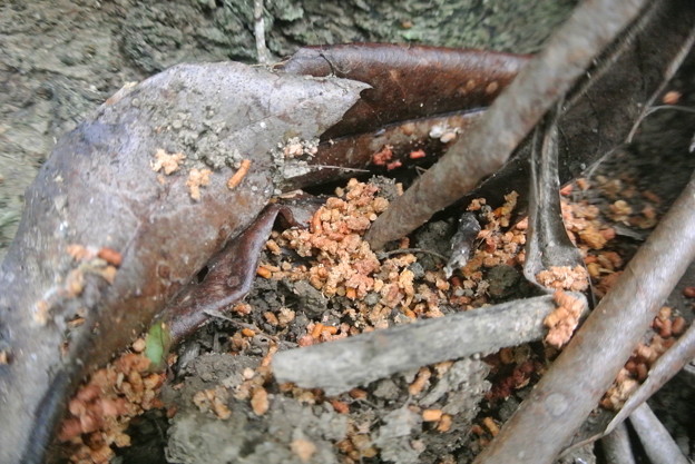 地表に落ちたカミキリムシの幼虫の糞 写真共有サイト フォト蔵