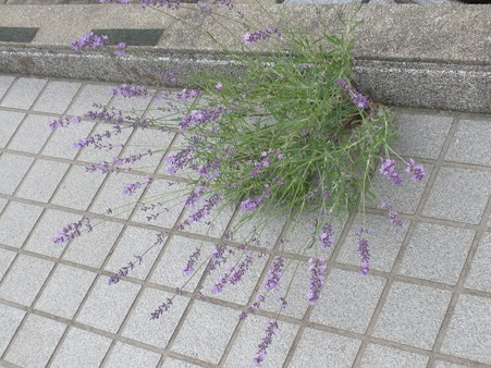 P6150785