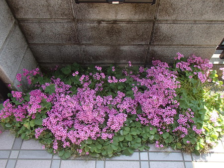 P5265700