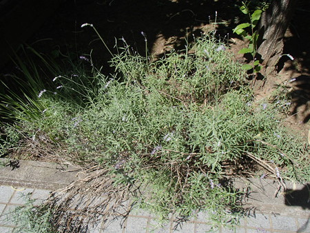 P6020726