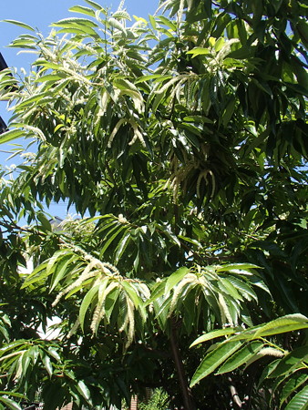 P6020725
