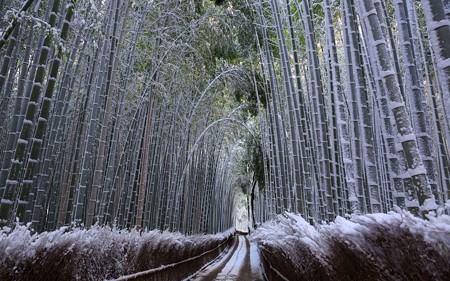 雪の嵯峨・竹林の道12