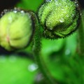 露まとう蕾