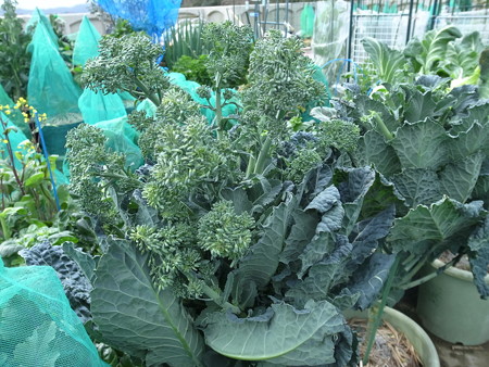 アレッタ すずなりブロッコリー 栽培 種まき 植え付け 収穫時期 育て方 暇人主婦の家庭菜園 楽天ブログ