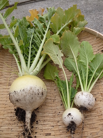 丸ダイコン 聖護院大根 栽培 品種選びと育て方 暇人主婦の家庭菜園 楽天ブログ