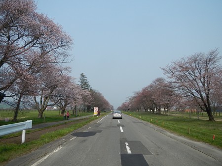 2015,4/28 静内 二十間道路桜並木1