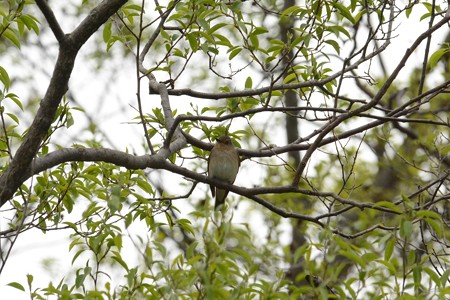 オオルリ 雌 シーズン初認