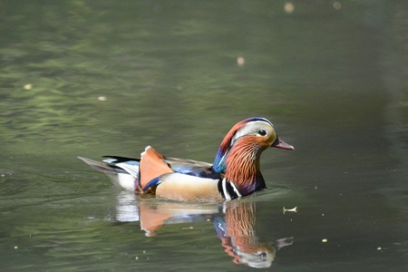 都市公園のオシドリ雄