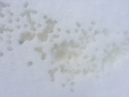 カエデの樹液3